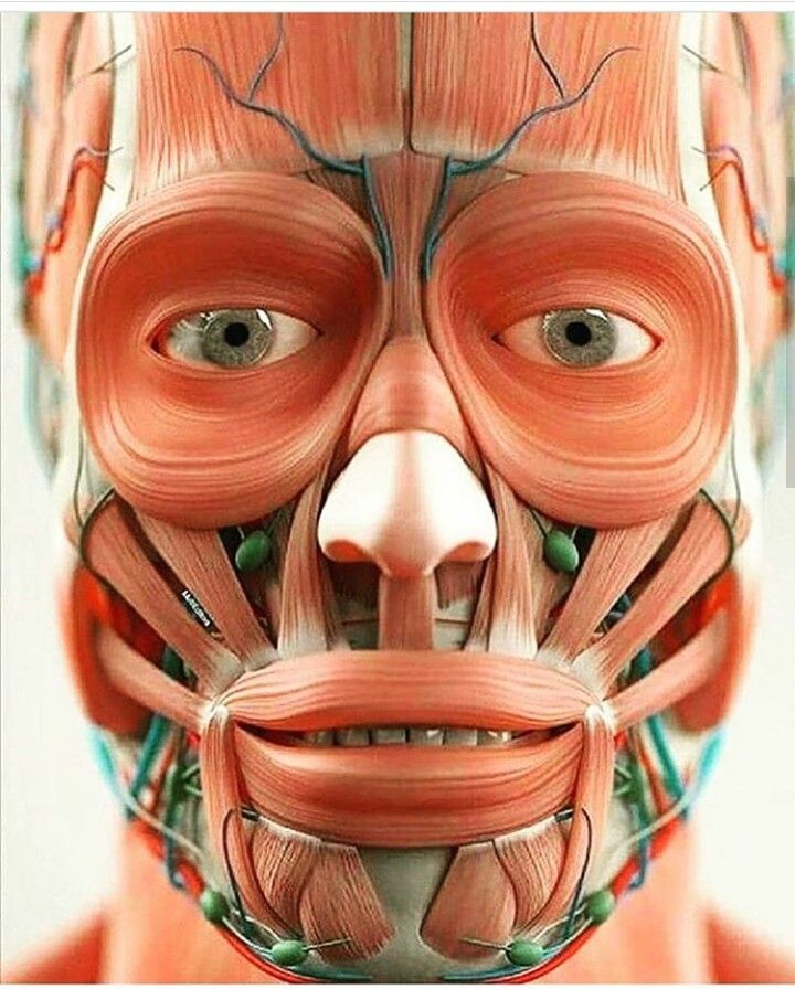 partes de la cara humana